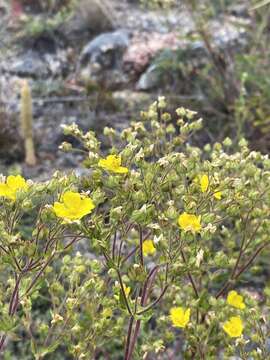 Image of Potentilla tanacetifolia