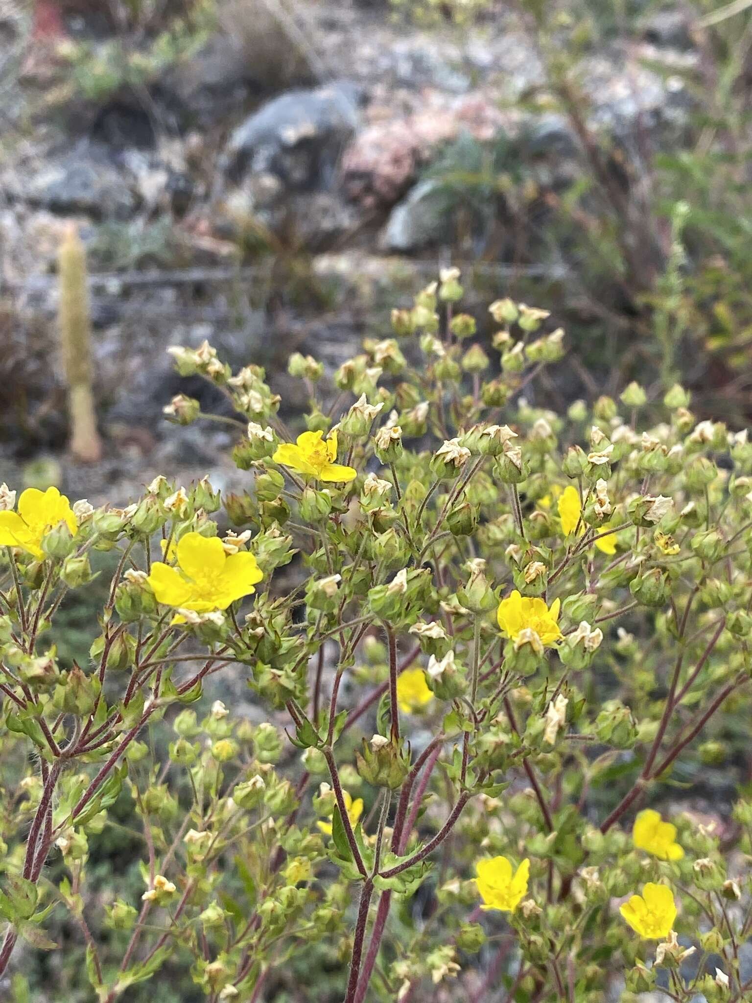 Image of Potentilla tanacetifolia