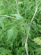 Image of bulbous chervil