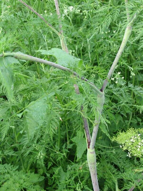 Image of bulbous chervil