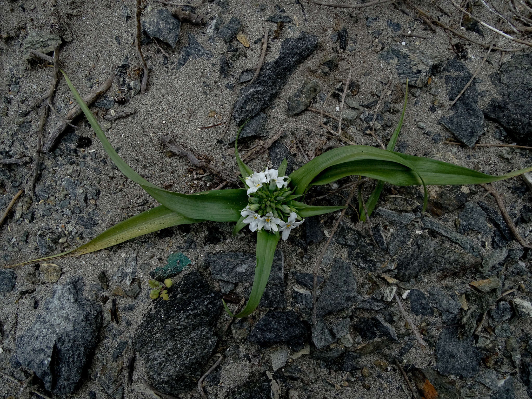 Image of Zephyra compacta C. Ehrh.