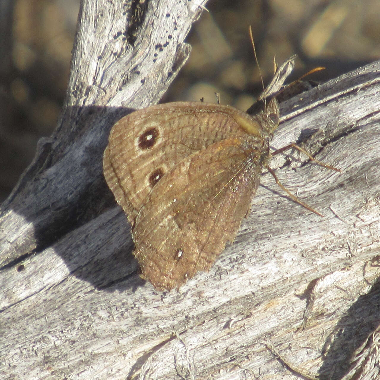 Image of Great Basin Wood Nymph