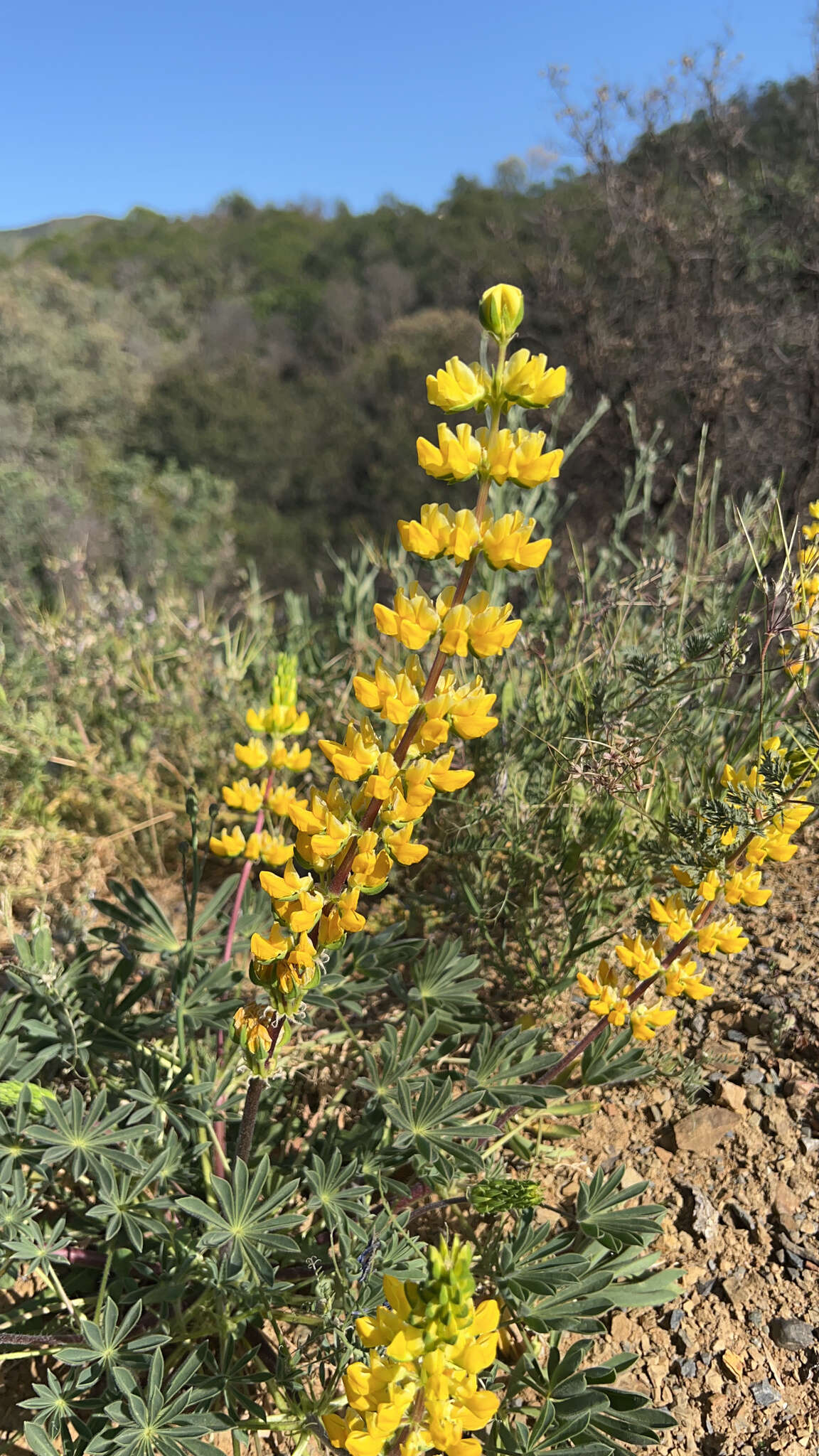 Слика од Lupinus luteolus Kellogg