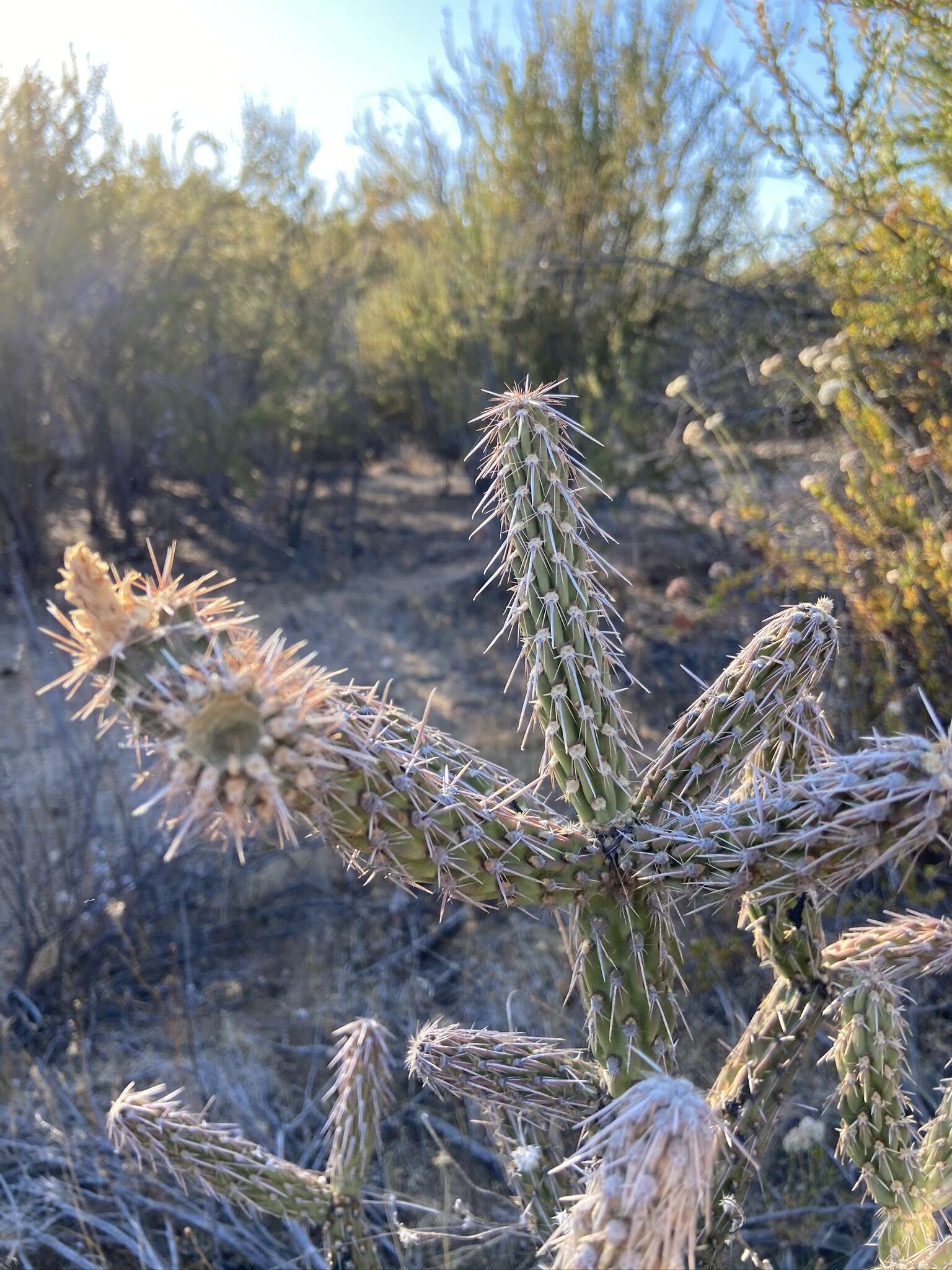 Image of Cylindropuntia californica var. rosarica (G. E. Linds.) Rebman