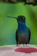 Image of Green-backed Hillstar