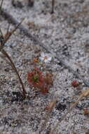 Image of Drosera patens Lowrie & Conran