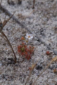 Image of Drosera patens Lowrie & Conran