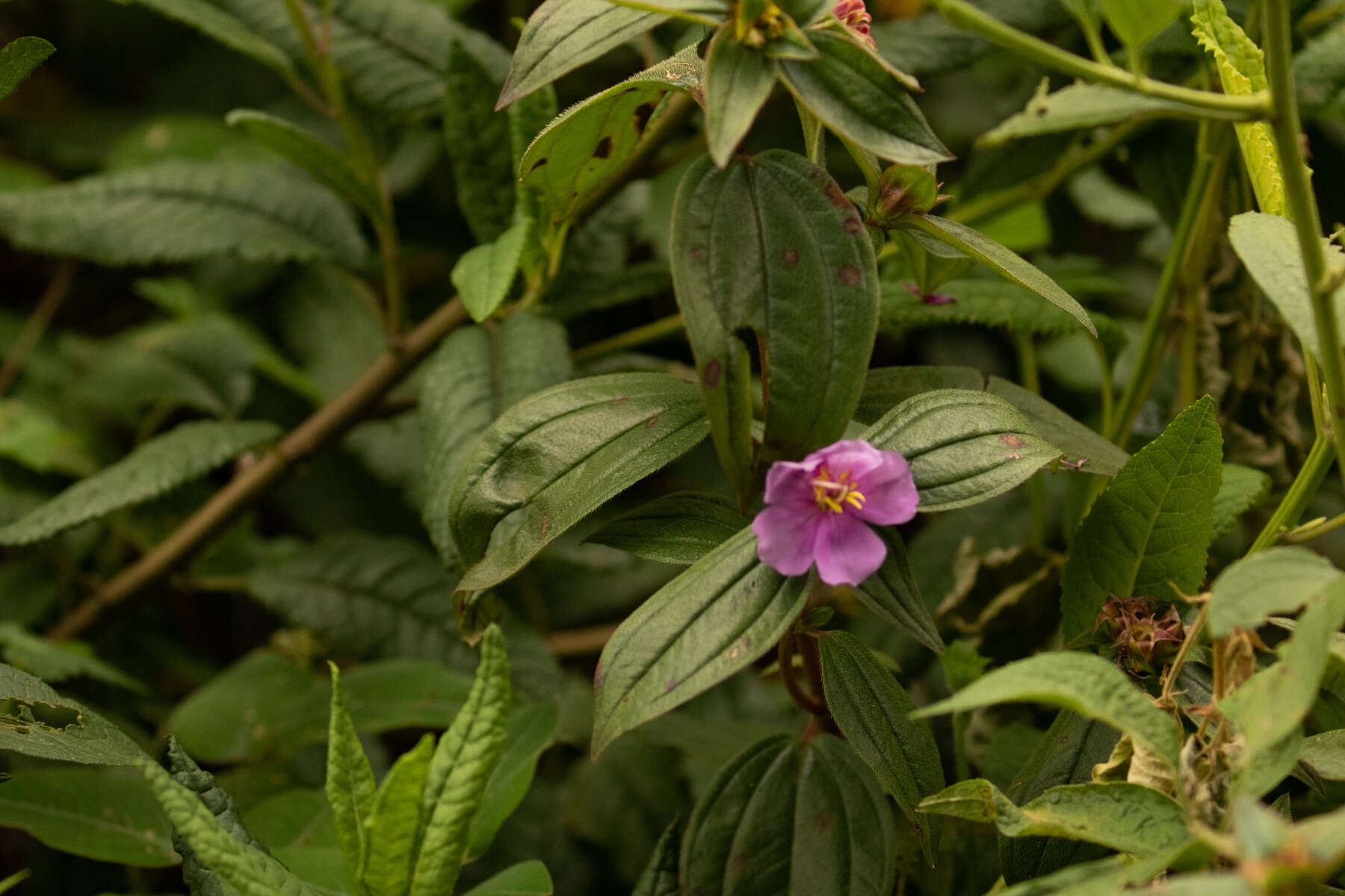 صورة Melastomastrum capitatum (Vahl) A. & R. Fern.