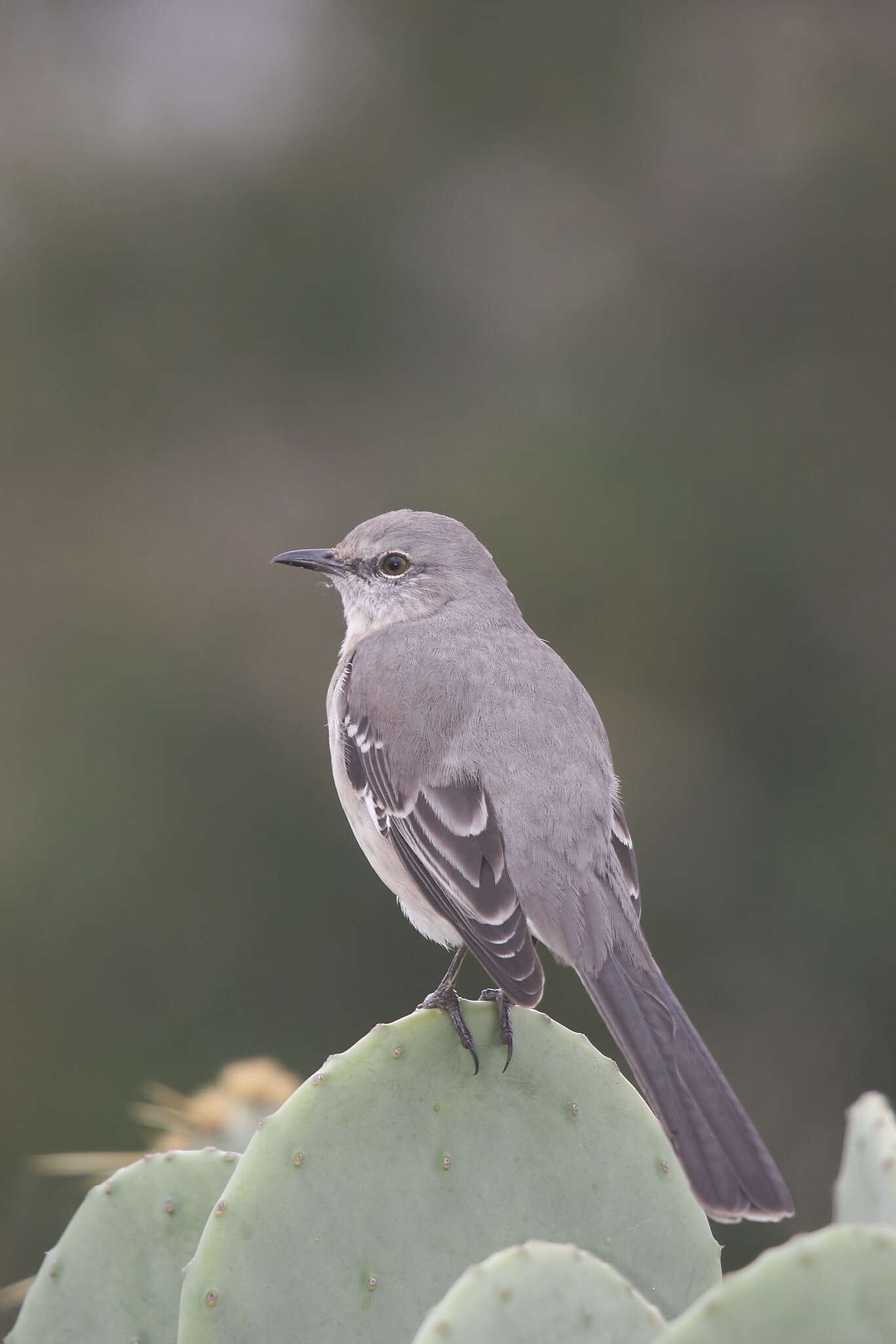 Image of Northern Mockingbird