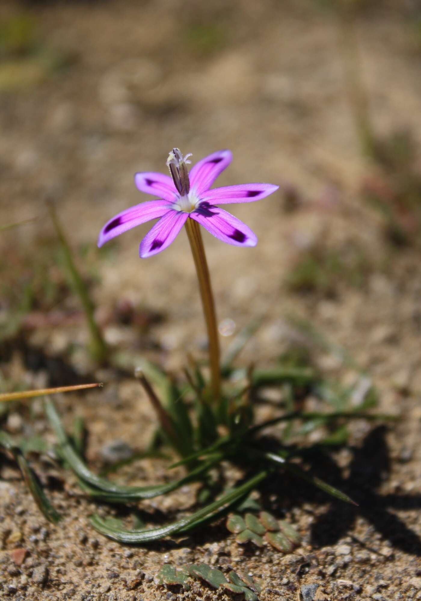 Image of Romulea hantamensis (Diels) Goldblatt