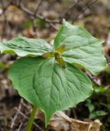 Image of Trillium apetalon Makino