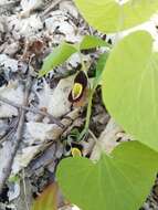 Image of Aristolochia steupii Woronow