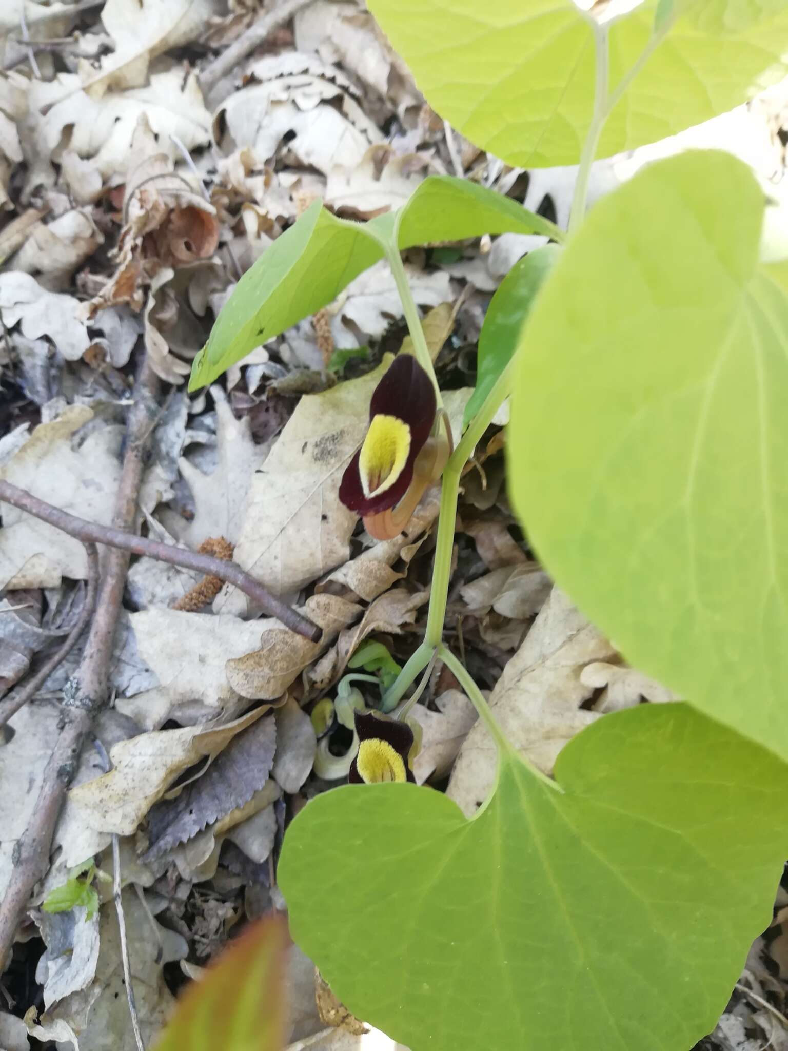 Image of Aristolochia steupii Woronow