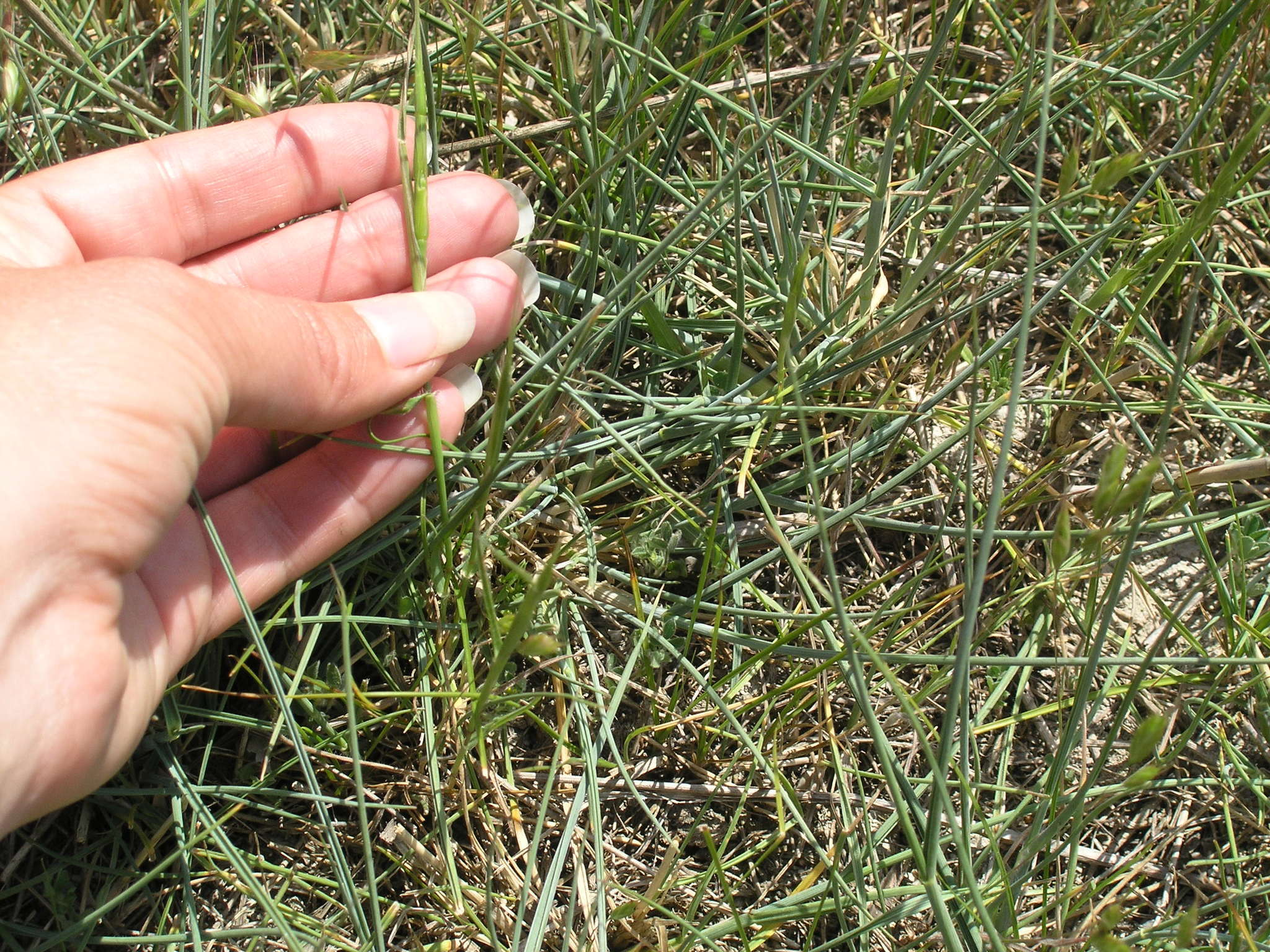 Image of jointed goatgrass