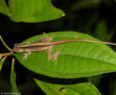 Image of Brown-eared anole