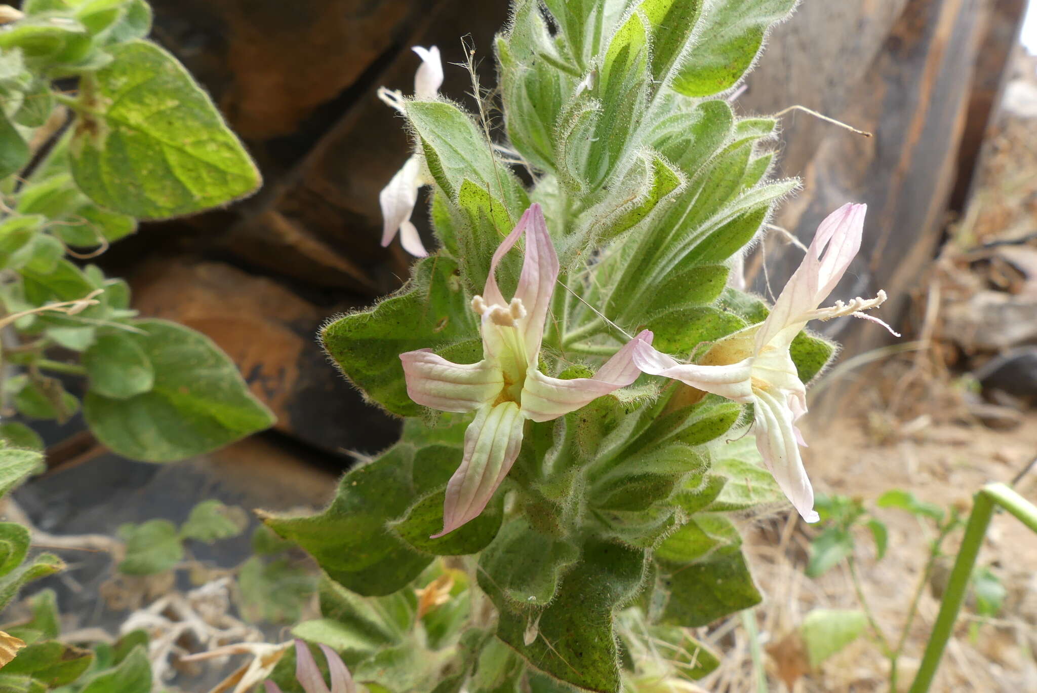 Imagem de Ruellia diversifolia S. Moore