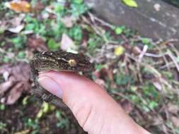 Image of Oceania Gecko