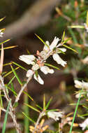 Imagem de Lissanthe strigosa subsp. subulata (R. Br.) J. M. Powell