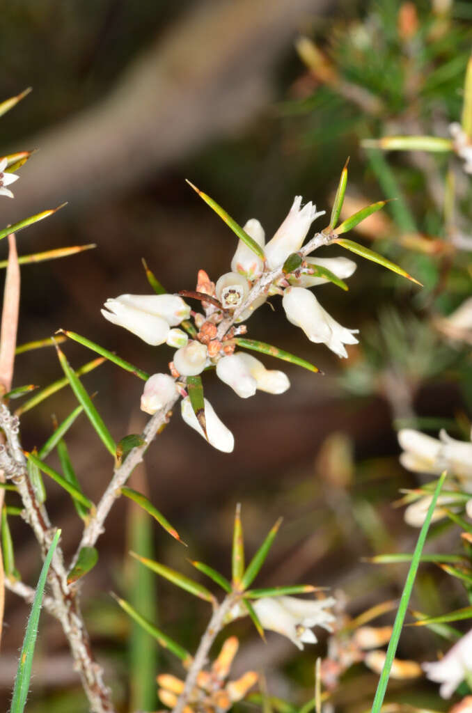 Image of Lissanthe strigosa subsp. subulata (R. Br.) J. M. Powell