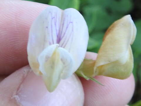 Sivun Lathyrus jepsonii Greene kuva