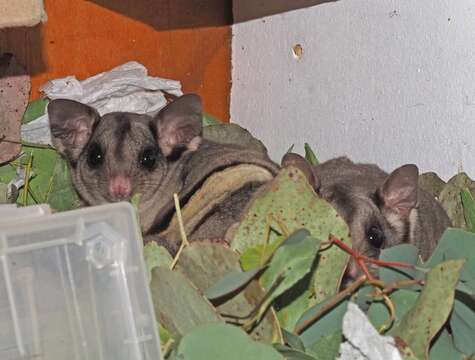 Image of Sugar Glider