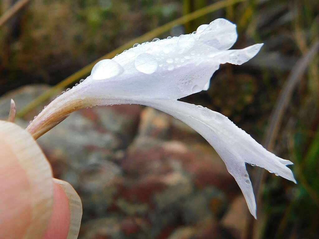 Imagem de Gladiolus vaginatus F. Bolus