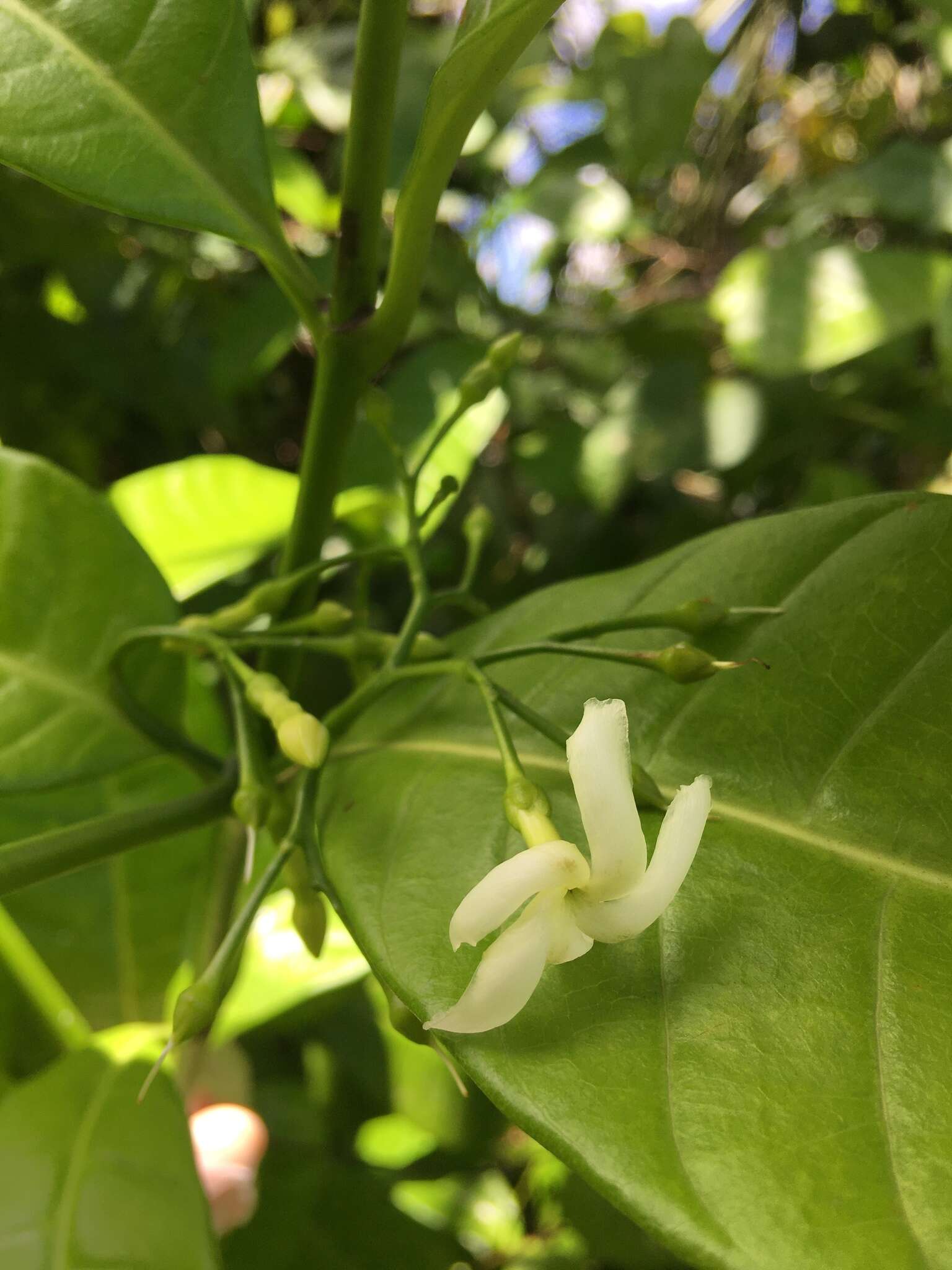 Sivun Tabernaemontana citrifolia L. kuva