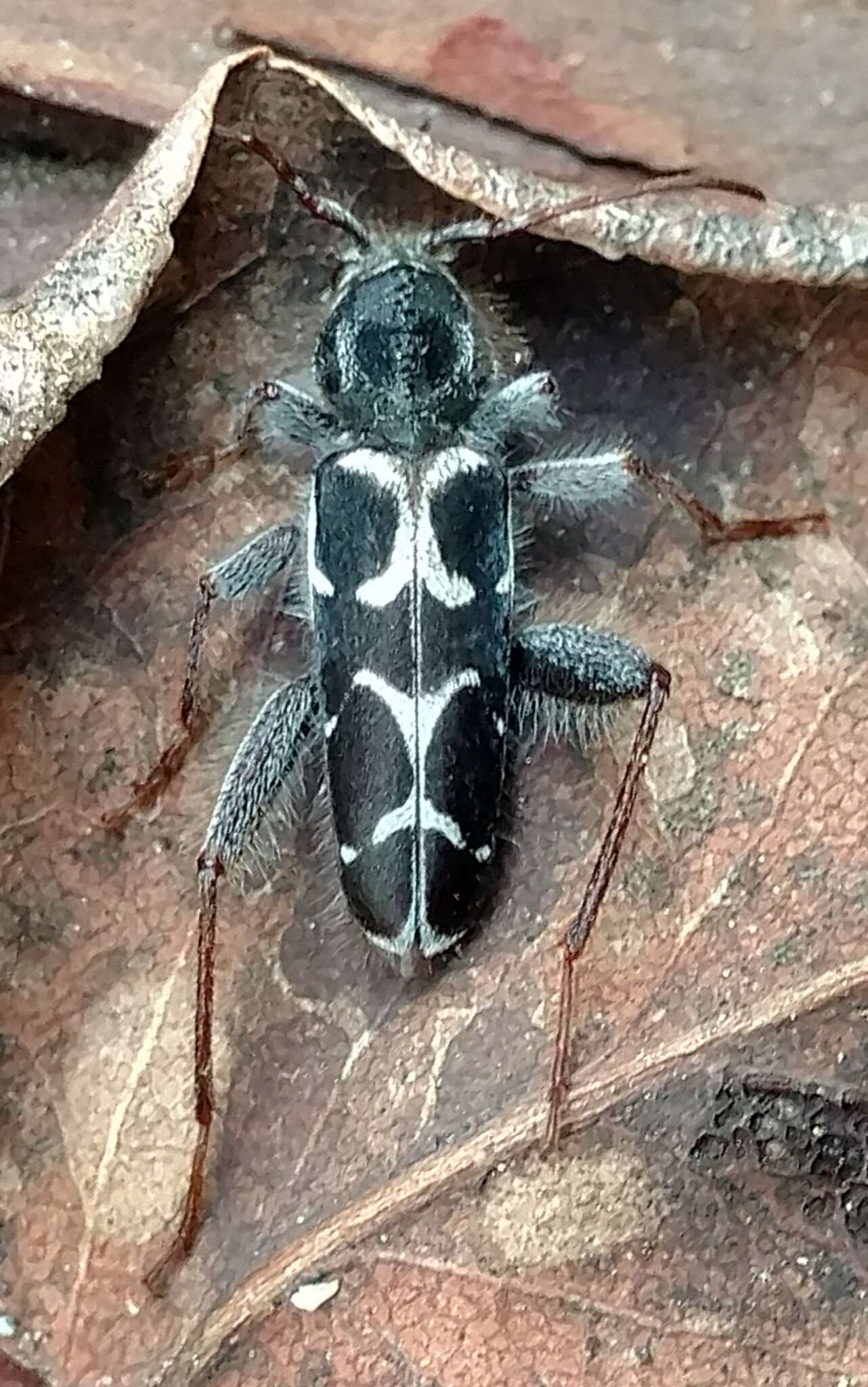 Imagem de Neoclytus conjunctus (Le Conte 1857)