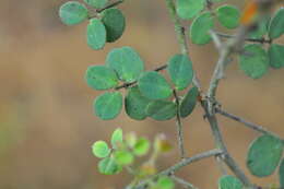 Image of Chamaecrista amiciella (H. S. Irwin & Barneby) H. S. Irwin & Barneby