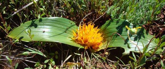 Imagem de Daubenya capensis (Schltr.) A. M. van der Merwe & J. C. Manning