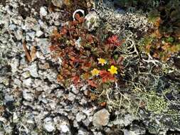 Image de Potentilla elegans Cham. & Schltdl.