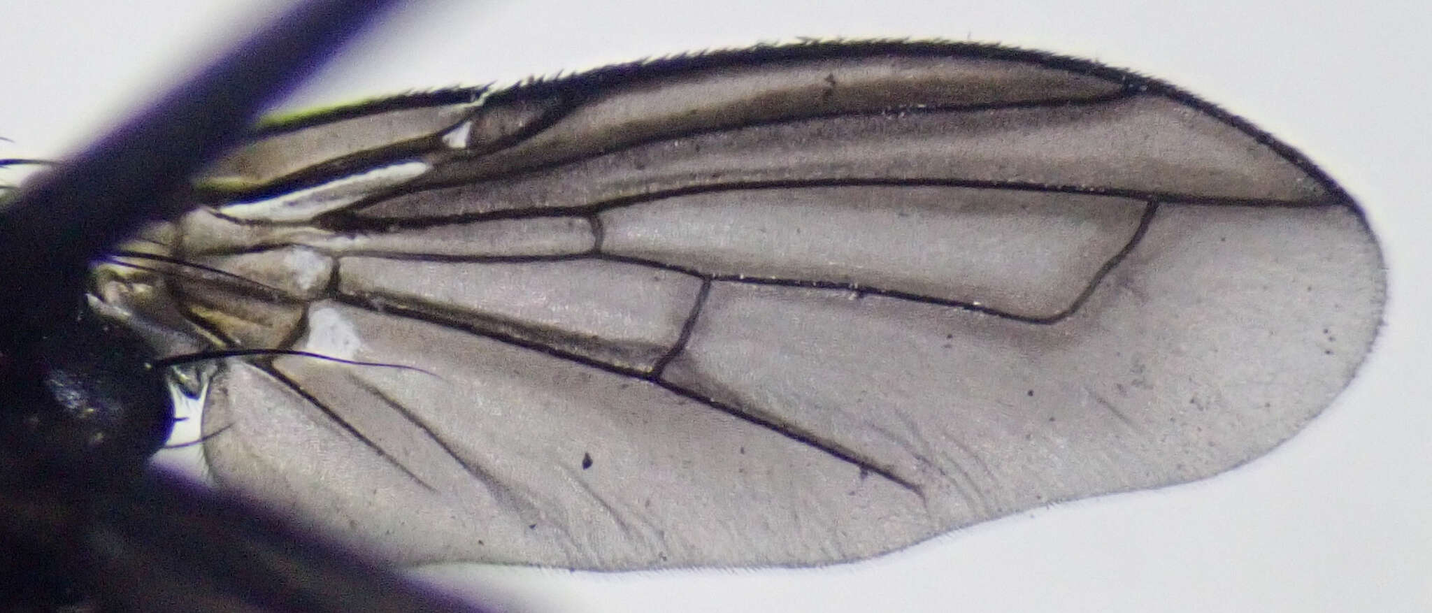 Image of Melanophora