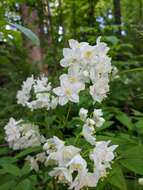 Image of slender pride of Rochester