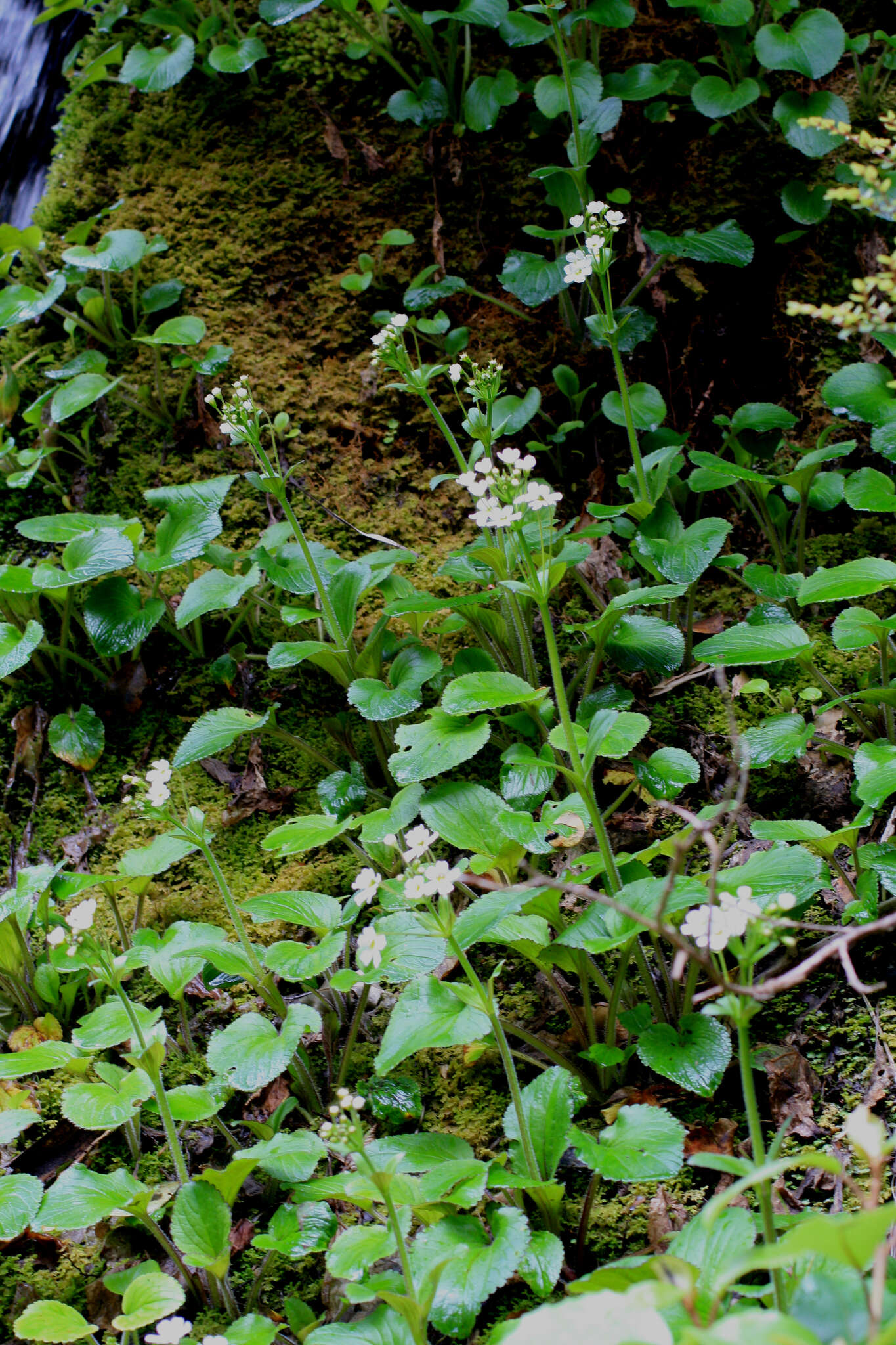 Imagem de Ourisia macrophylla subsp. macrophylla