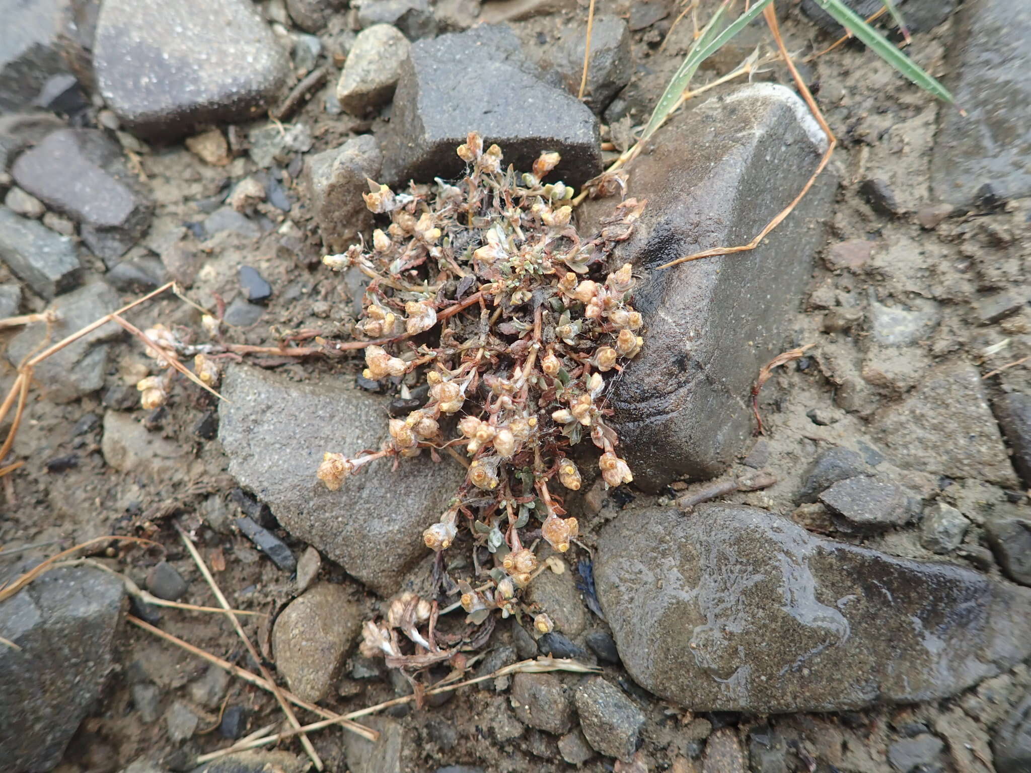 Image of Helichrysum ephemerum (Kirk)