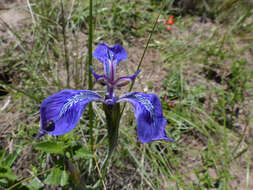 Image of Mastigostyla cyrtophylla I. M. Johnst.