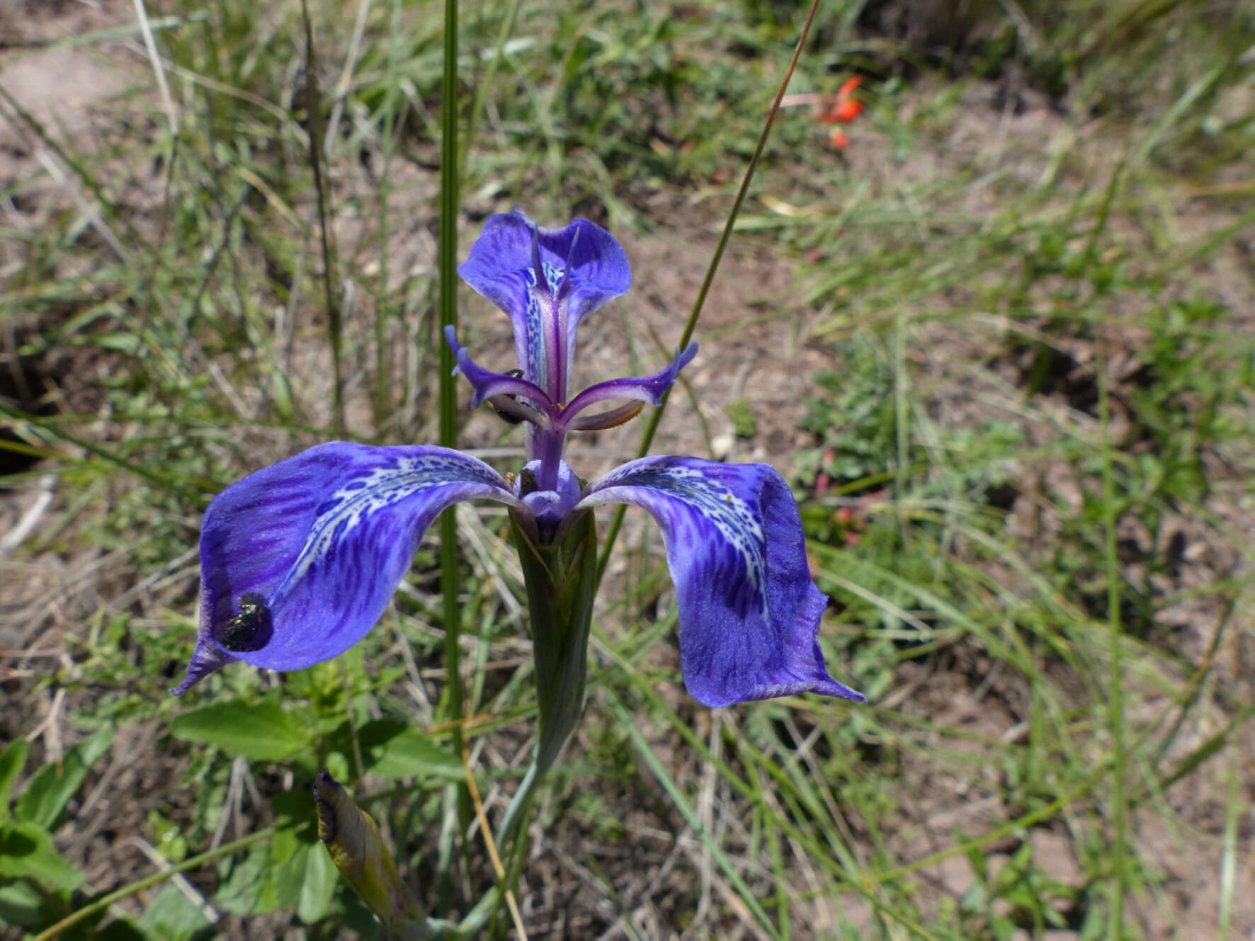 Image of Mastigostyla cyrtophylla I. M. Johnst.