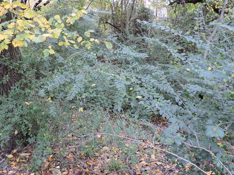 Слика од Ligustrum sinense Lour.