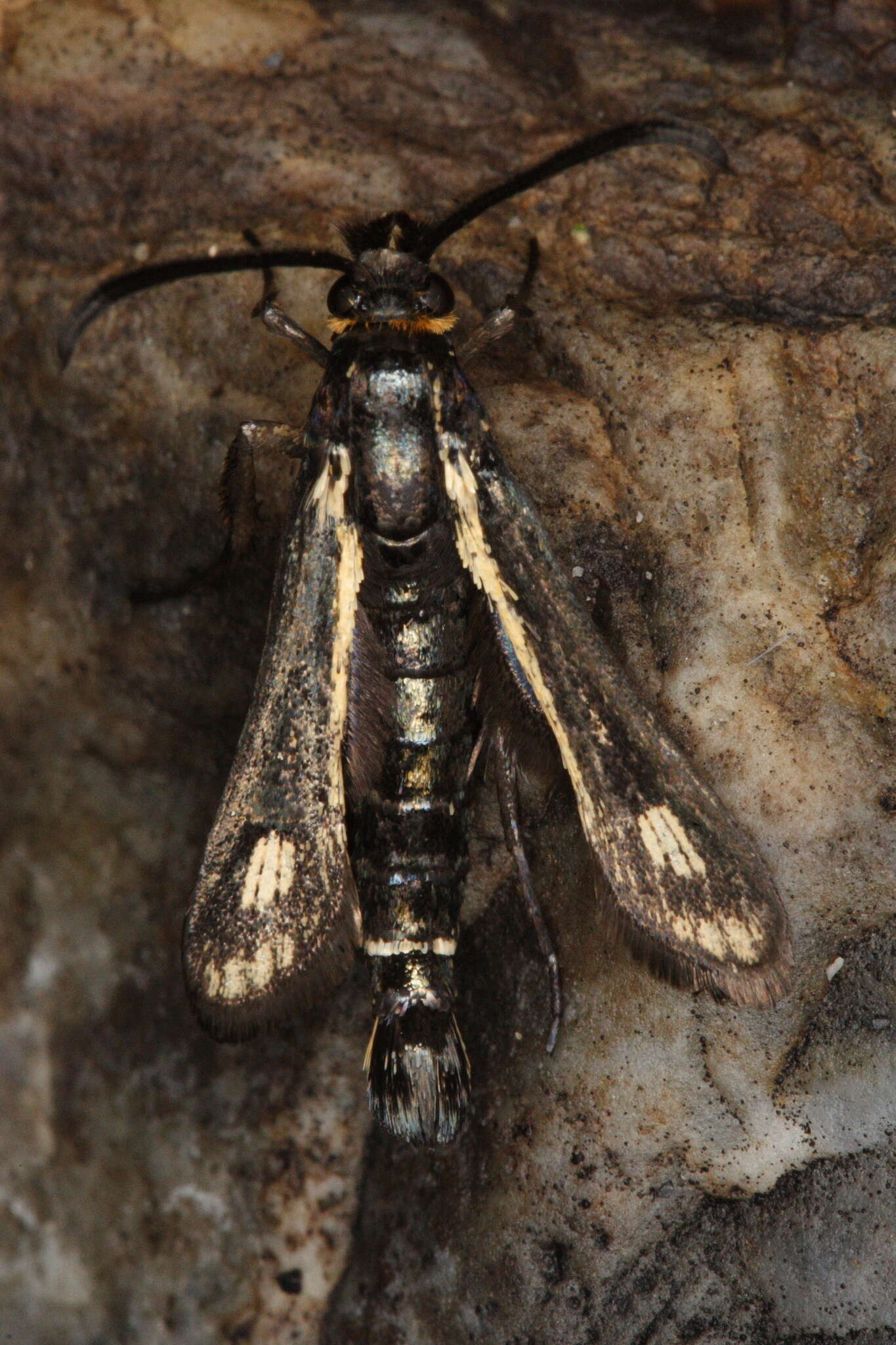 Image of Dipchasphecia iskander