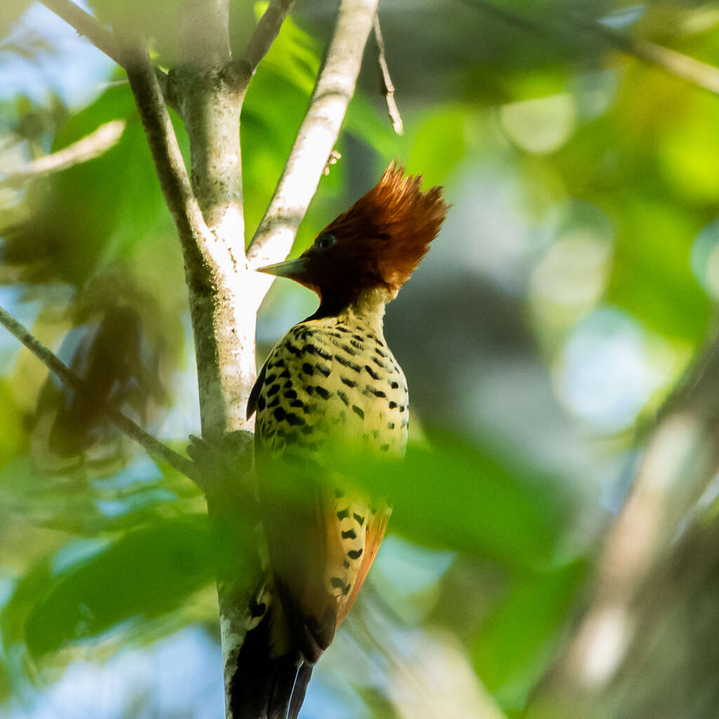 Image of Caatinga Woodpecker