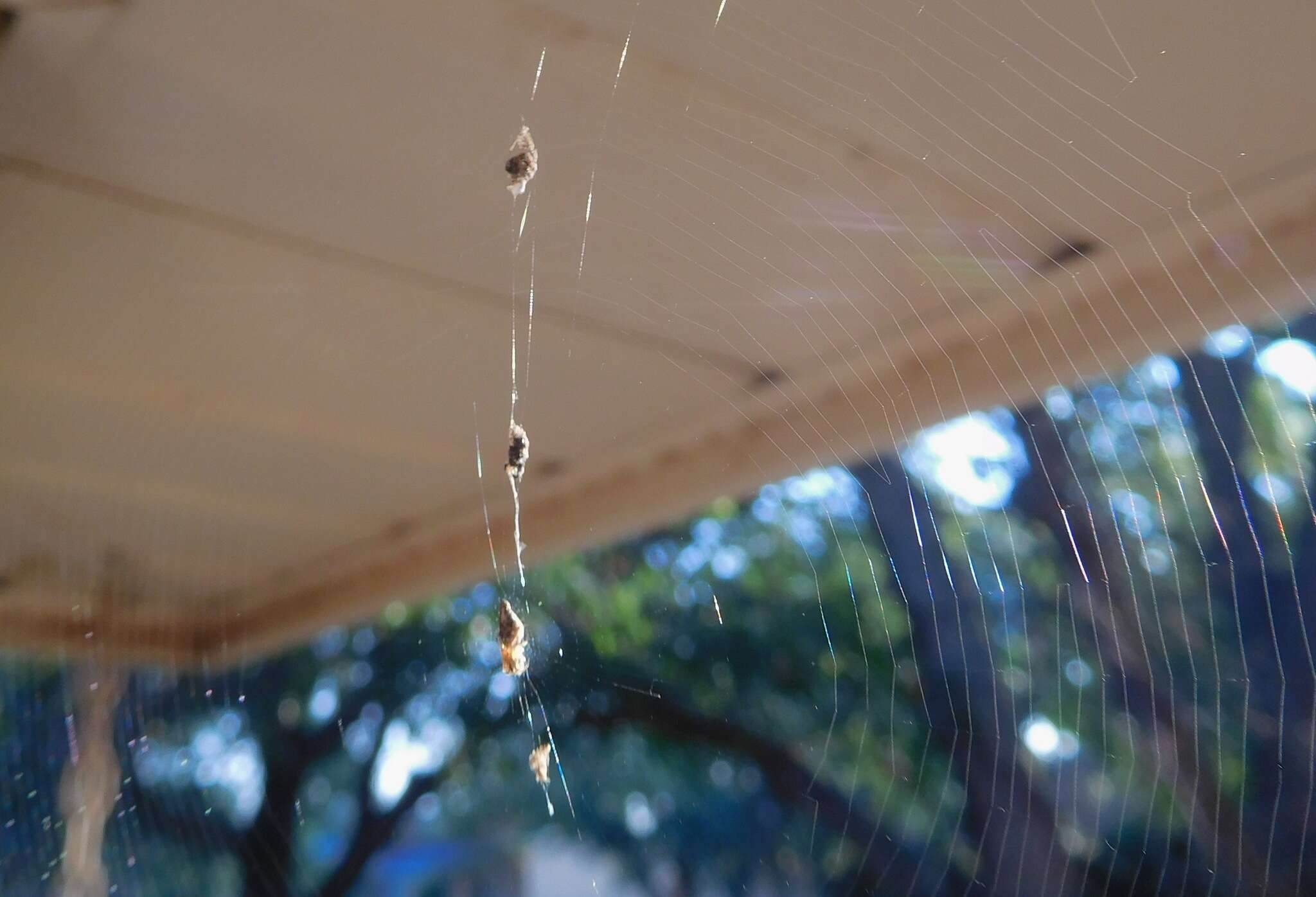 Image of Trashline orbweaver