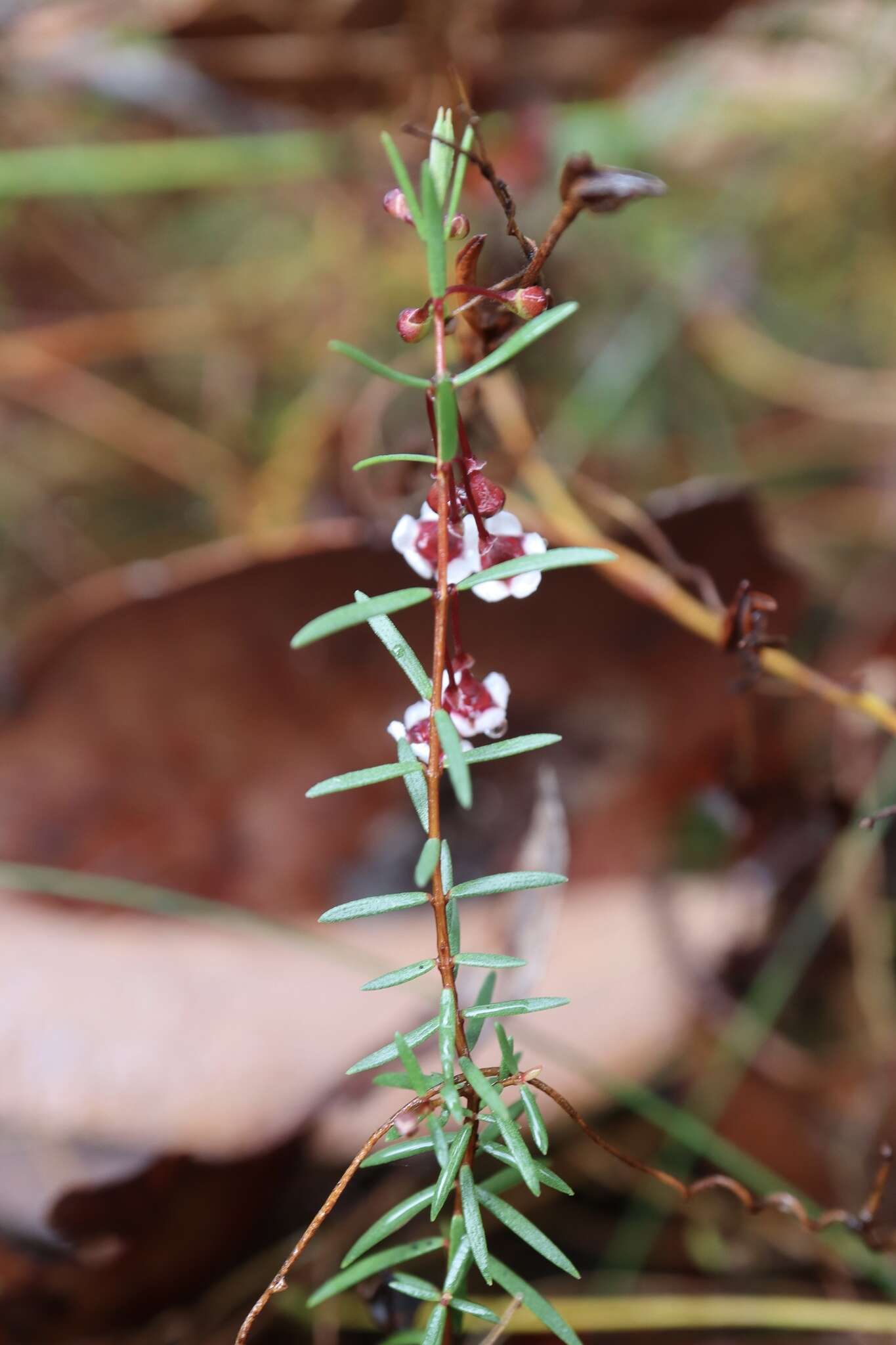 Image of Euryomyrtus ramosissima subsp. prostrata (Hook. fil.) Trudgen