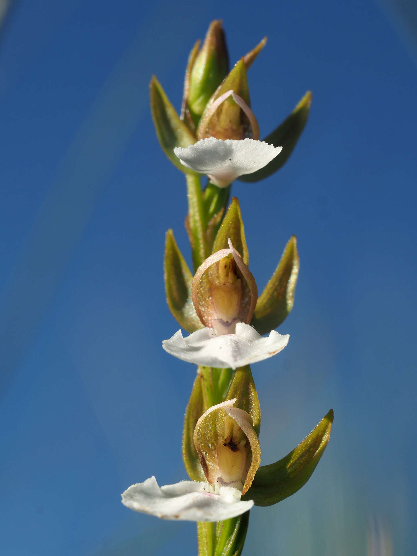 Imagem de Neobolusia tysonii (Bolus) Schltr.
