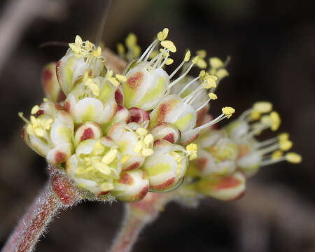 Image of sulphur-flower buckwheat