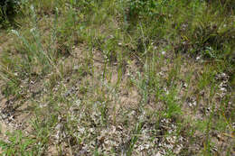 Oenothera clelandii W. Dietrich, P. H. Raven & W. L. Wagner的圖片