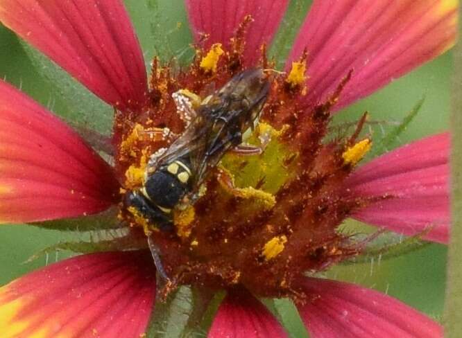 Image of Texas Nomad Bee