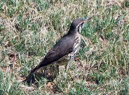 Image of Turdus litsitsirupa litsitsirupa (Smith & A 1836)