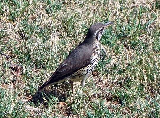 Image of Turdus litsitsirupa litsitsirupa (Smith & A 1836)