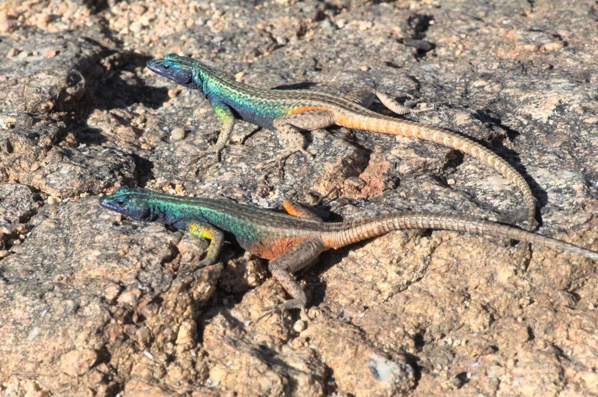 Image de Platysaurus broadleyi Branch & Whiting 1997