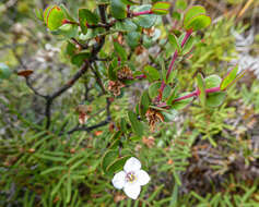 Boronia rhomboidea Hook. resmi